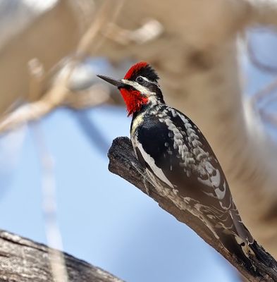 Red-naped Sapsucker