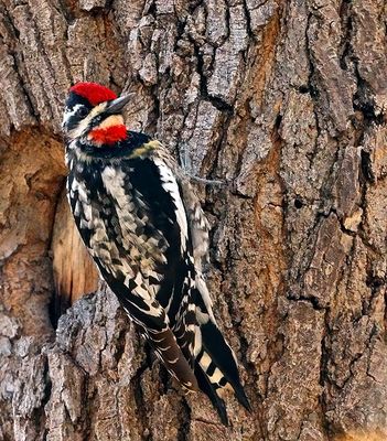 Red-naped Sapsucker