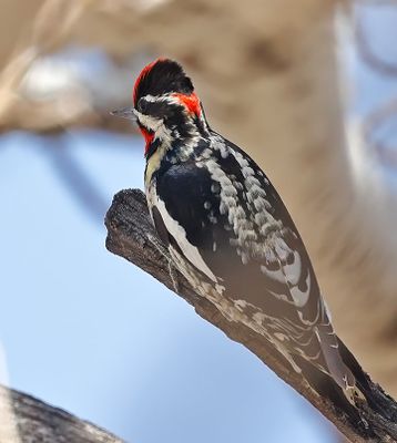 Red-naped Sapsucker