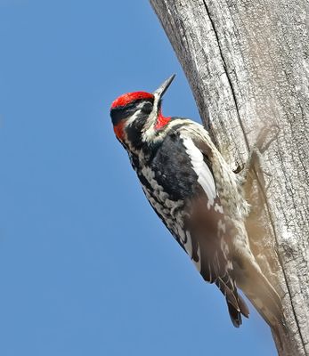Red-naped Sapsucker