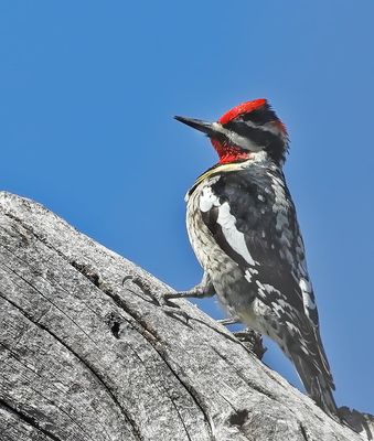 Red-naped Sapsucker