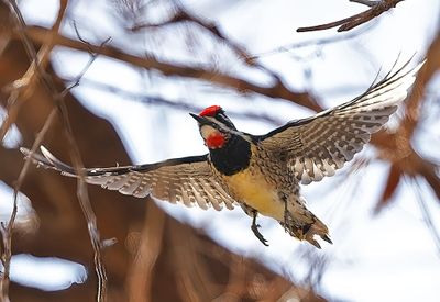 Red-naped Sapsucker