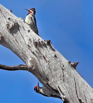 Red-naped Sapsuckers
