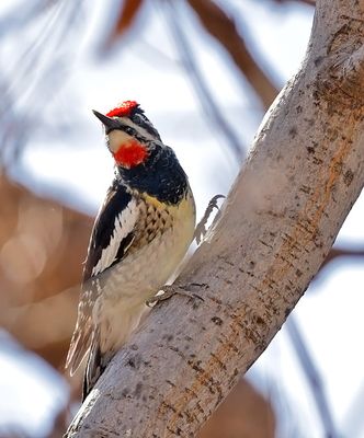 Red-naped Sapsucker