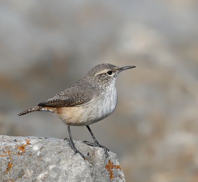 Rock Wren