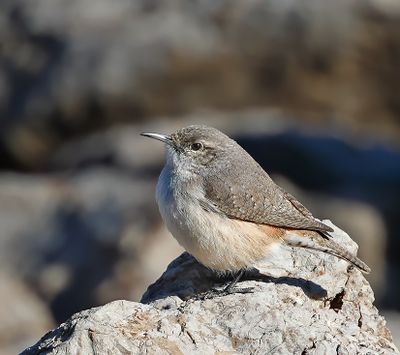 Rock Wren
