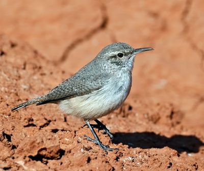 Rock Wren
