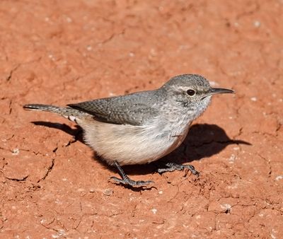Rock Wren