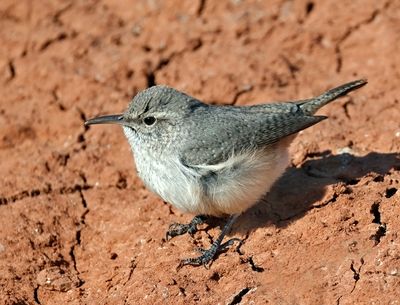 Rock Wren