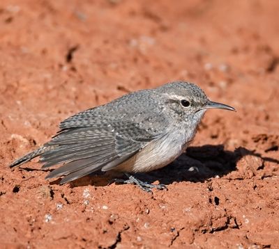 Rock Wren