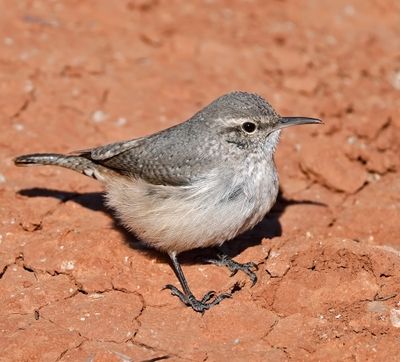 Rock Wren
