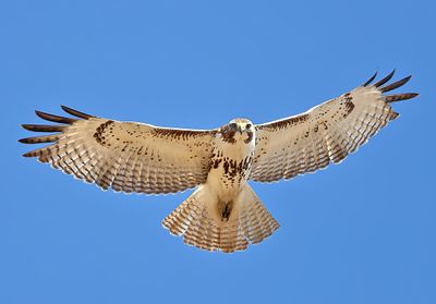 Red-tailed Hawk