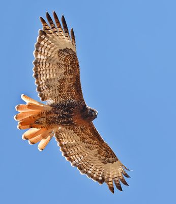 Red-tailed Hawk