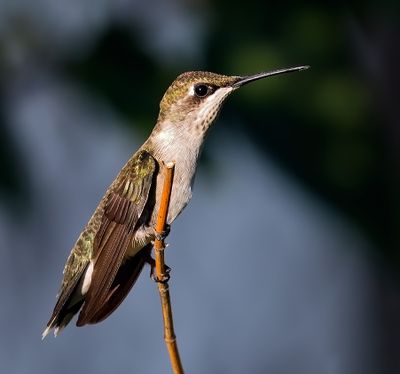 Ruby-throated Hummingbird