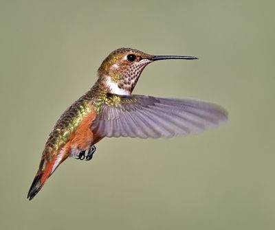 Rufous Hummingbird