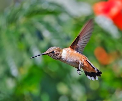 Rufous Hummingbird