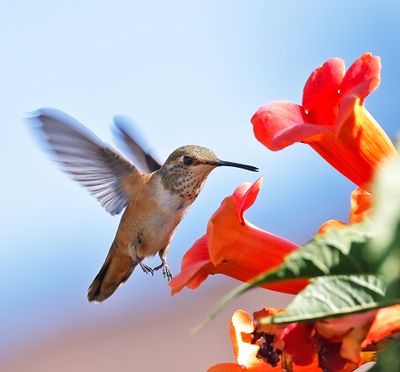 Rufous Hummingbird
