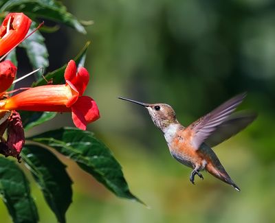 Rufous Hummingbird