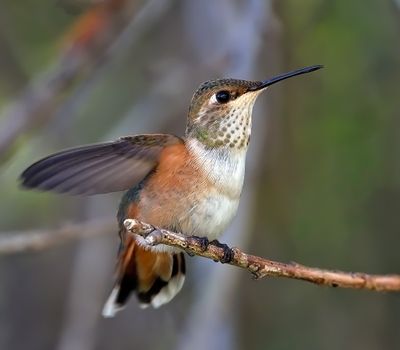 Rufous Hummingbird