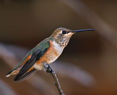 Rufous Hummingbird