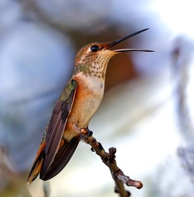 Rufous Hummingbird
