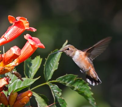 Rufous Hummingbird