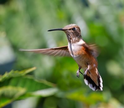 Rufous Hummingbird
