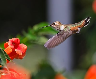 Rufous Hummingbird