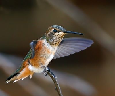 Rufous Hummingbird