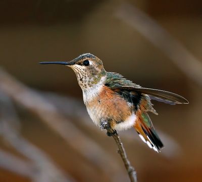 Rufous Hummingbird