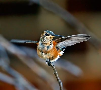 Rufous Hummingbird