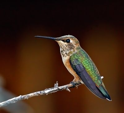 Rufous Hummingbird