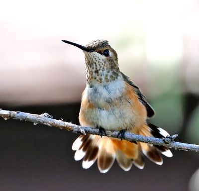 Rufous Hummingbird