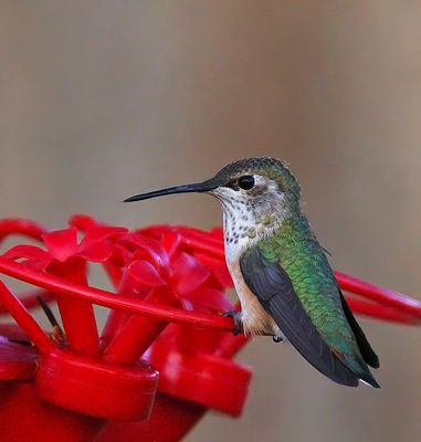 Rufous Hummingbird