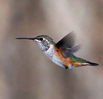 Rufous Hummingbird
