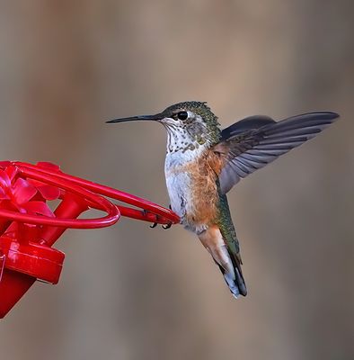 Rufous Hummingbird