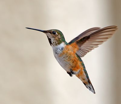 Rufous Hummingbird