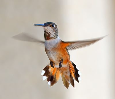 Rufous Hummingbird