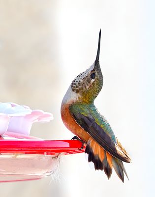 Rufous Hummingbird