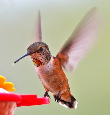 Rufous Hummingbird