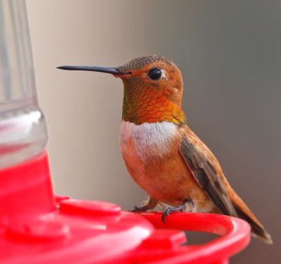 Rufous Hummingbird