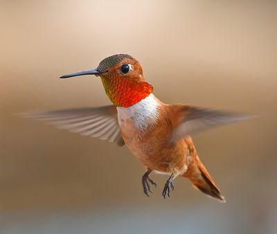 Rufous Hummingbird
