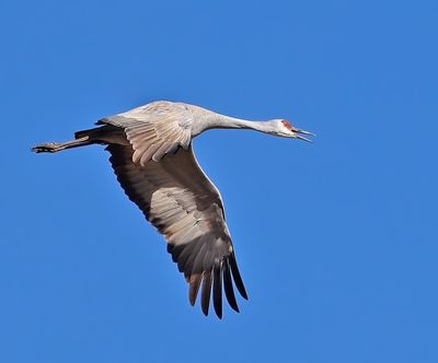 Sandhill Crane