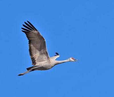 Sandhill Crane