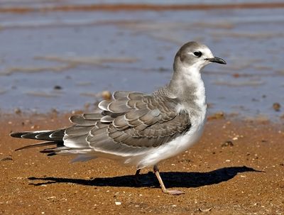 Sabine's Gull