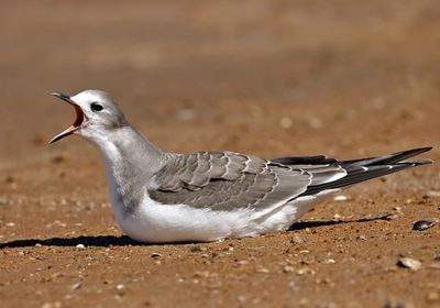 Sabine's Gull