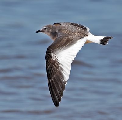 Sabine's Gull