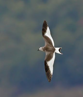 Sabine's Gull