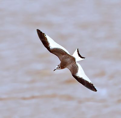 Sabine's Gull