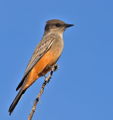 Say's Phoebe